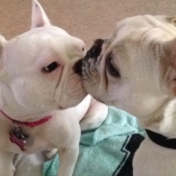 Meet your Posher, Holly - Picture 6 of 7