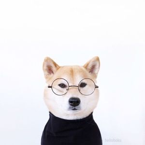 Meet your Posher, Bailey