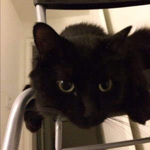 Meet your Posher, Hye sang