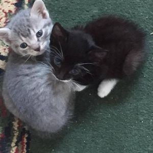 Meet your Posher, Carol