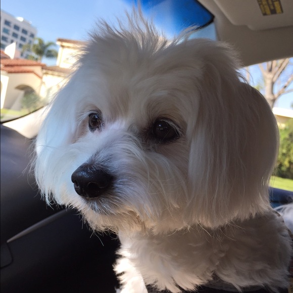 Meet your Posher, Wendy - Picture 4 of 4