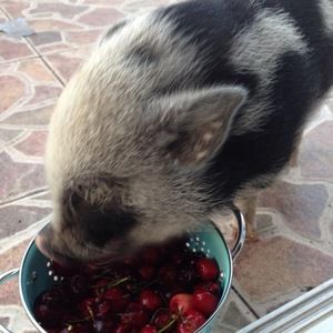 Meet your Posher, Sin