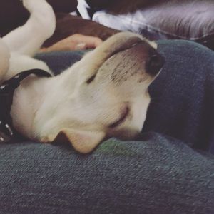 Meet your Posher, Savannah