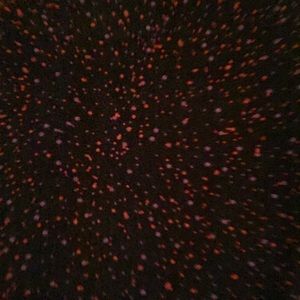 LuLaRoe Printed Leggings OS