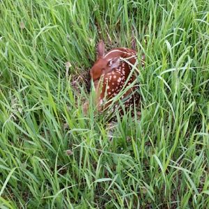 Meet your Posher, Lindsey