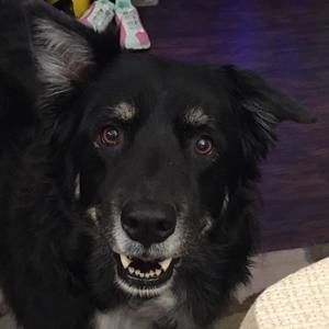 Meet your Posher, Betsy