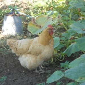 Meet your Posher, Nancy