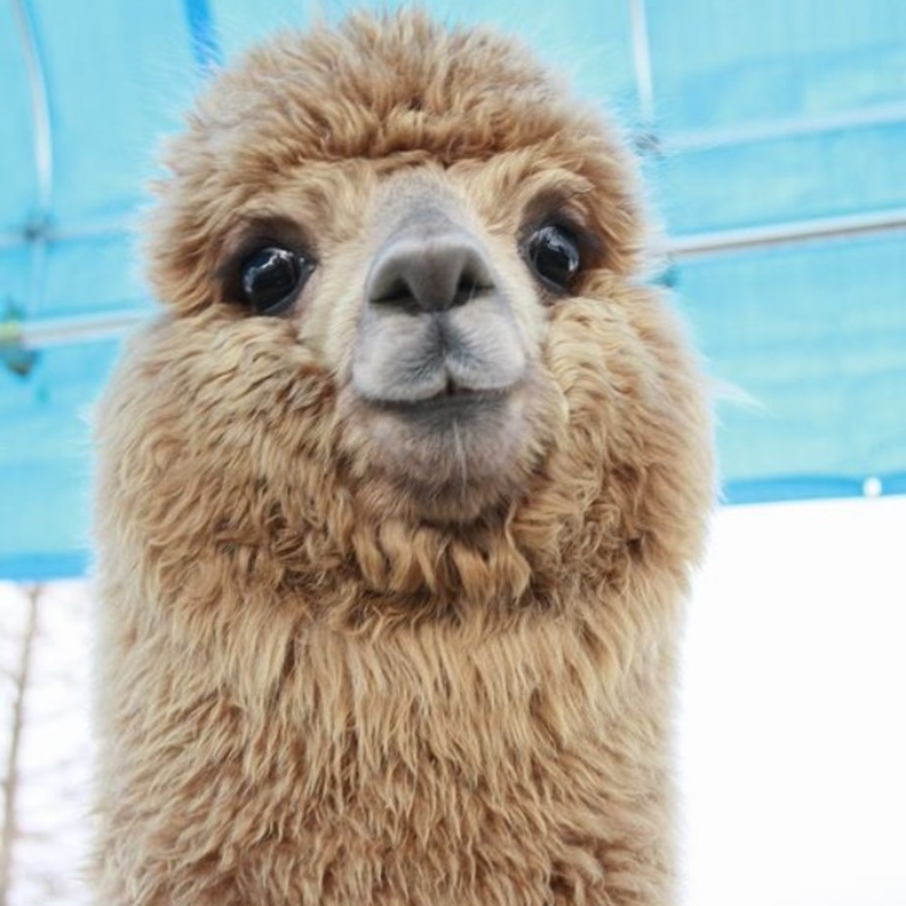 Meet your Posher, Gale