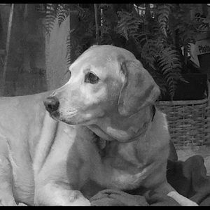 Meet your Posher, Judy