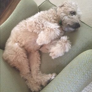 Meet your Posher, Amelia