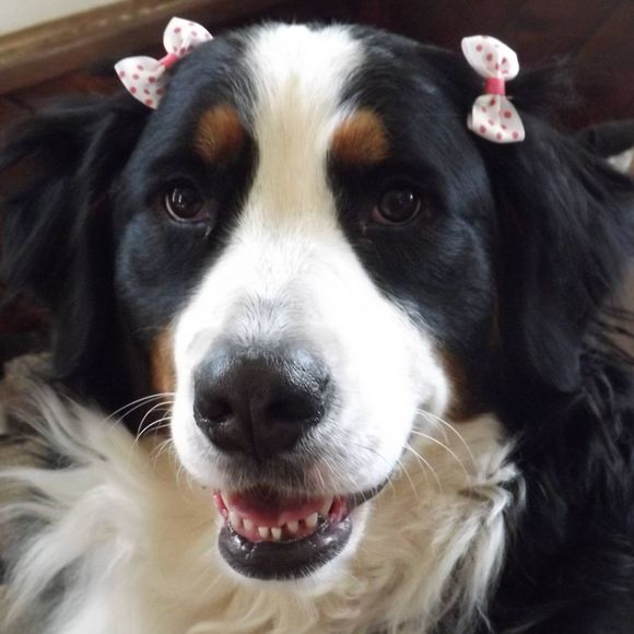 Meet your Posher, Angie - Picture 1 of 1