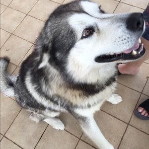 Meet your Posher, Dick