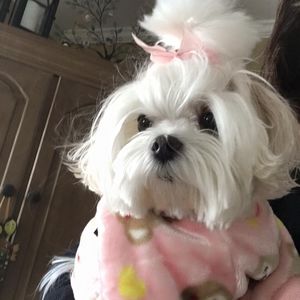 Meet your Posher, Vanessa