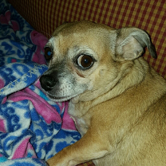 These are my fur babies, PRINCESS & ROSA - Picture 2 of 8