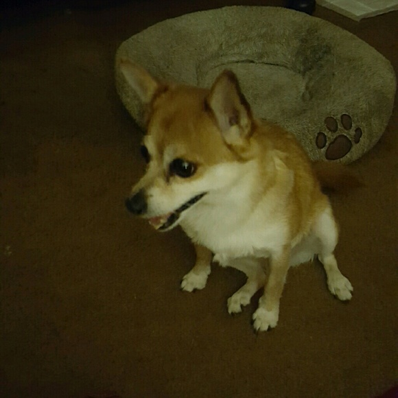 These are my fur babies, PRINCESS & ROSA - Picture 3 of 8