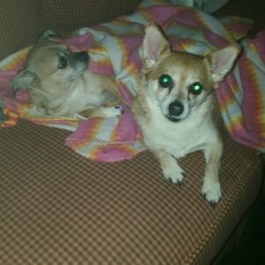 These are my fur babies, PRINCESS & ROSA