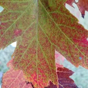 Meet your Posher, Linnea