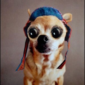 Meet your Posher, Alexandre