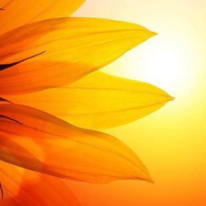 Meet your Posher, Simone