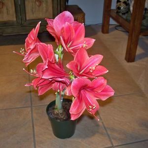 Meet your Posher, Connie