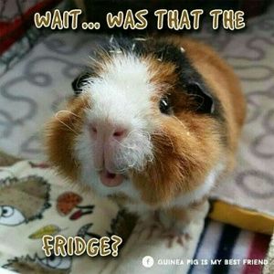 Meet your Posher, Cely