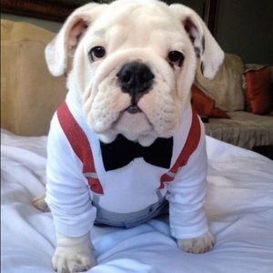 Meet your Posher, Allan