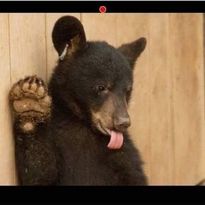 Meet your Posher, Brenda