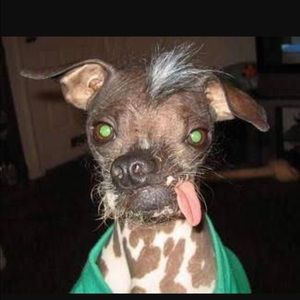 Meet your Posher, Hector