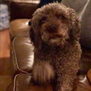 Meet your Posher, Sam