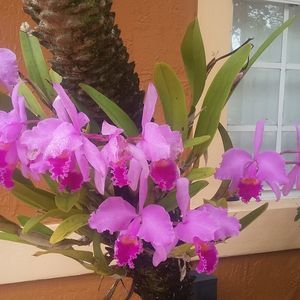 Meet your Posher, Yordanka