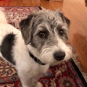 Meet your Posher, Morgan