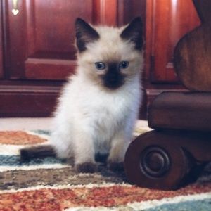 Meet your Posher, Charissa