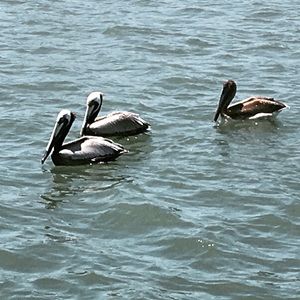 Tommy Hillfiger Windbreaker