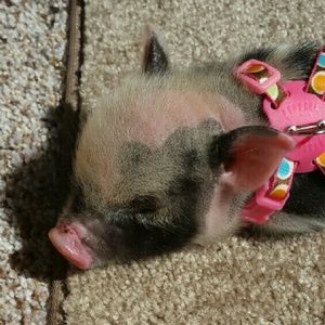 Meet your Posher, Maria