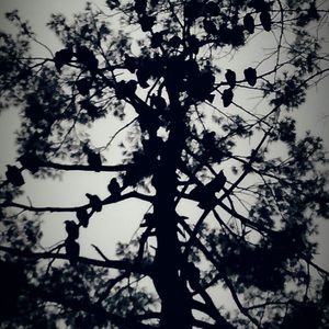 Meet your Posher, Franki