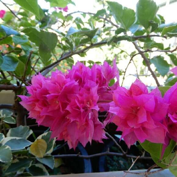 Meet your Posher, Mocha