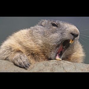 Meet your Posher, Robin