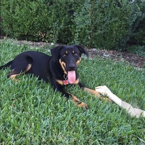 Meet your Posher, Safa