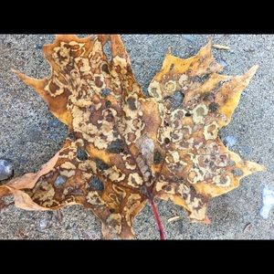 Meet your Posher, Cassie