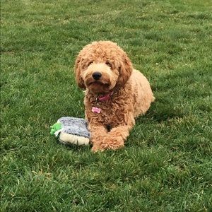 Meet your Posher, Laura