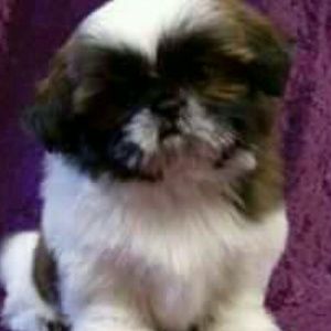 Meet your Posher, Marci