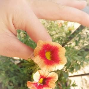 Meet your Posher, Trinity