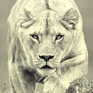 Meet your Posher, Denis