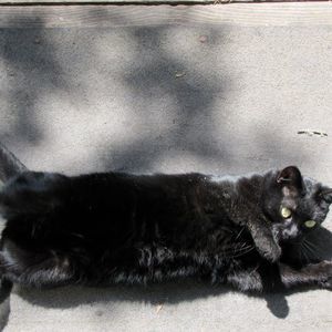 Meet your Posher, Apple