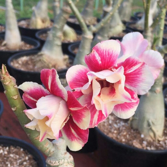 Meet your Posher, Hana - Picture 2 of 2