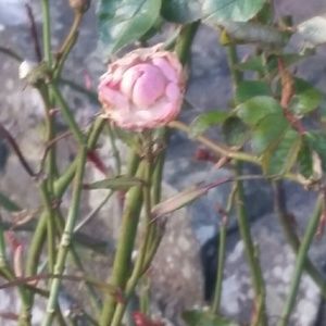 Meet your Posher, Jaime