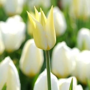 Meet your Posher, Marjorie