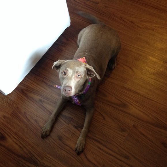 Meet your Posher, Chris - Picture 1 of 1