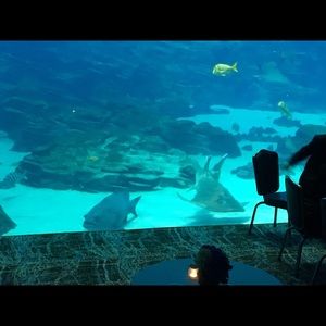 Meet your Posher, Sheila