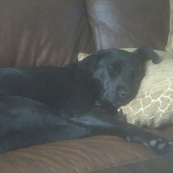 Meet your Posher, Sparky - Picture 1 of 1